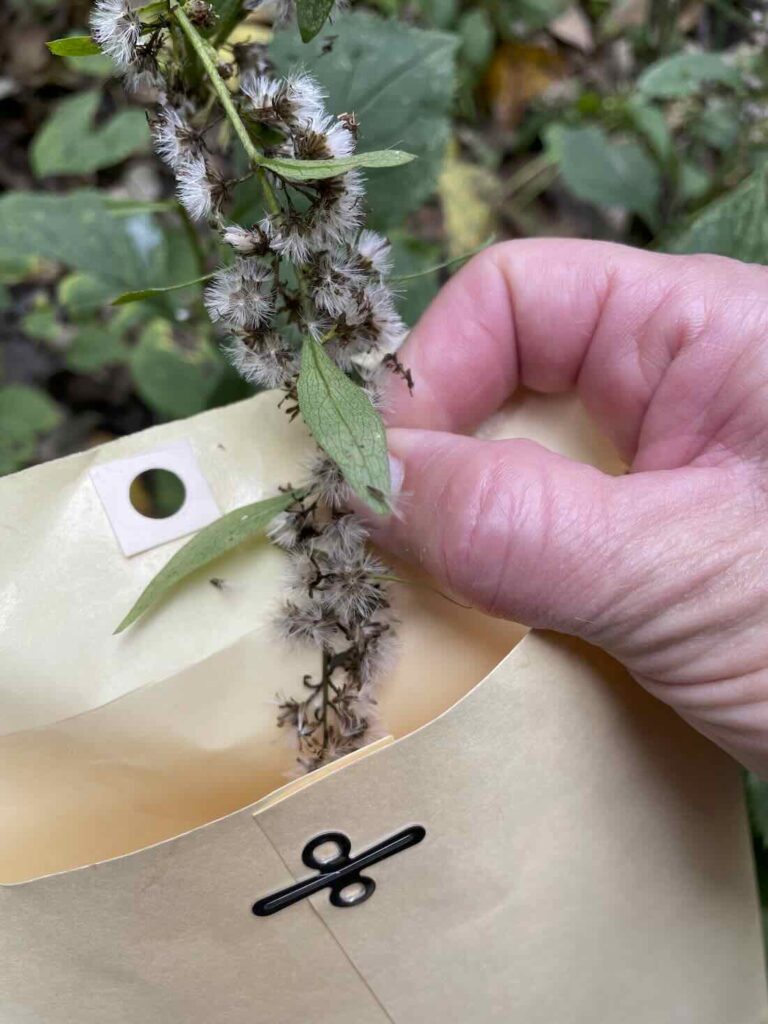 saving native seeds, with tim johnson of native plant trust