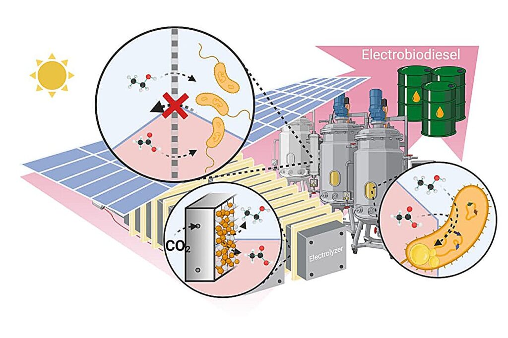 Novel electro-biodiesel offers a more efficient, cleaner alternative to existing options