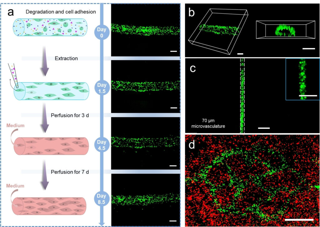 3D printing for tiny blood vessels could help bring an end to animal drug testing