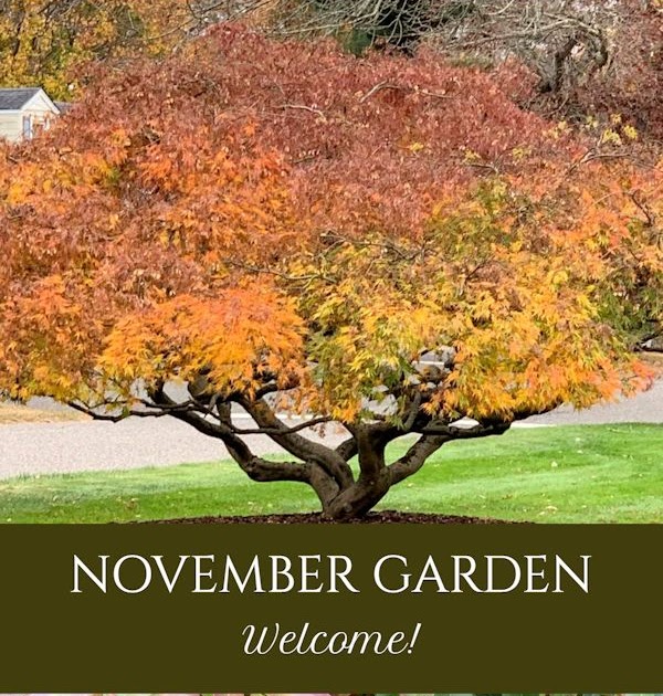 A GUIDE TO NORTHEASTERN GARDENING: Garden Bloggers' Bloom Day & Foliage Follow-Up November: Autumn Views and Blooms!