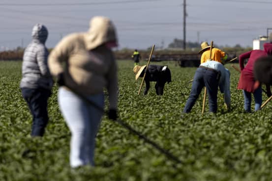 An Immigration Crackdown Risks Sapping Farms' Vital Source of Labor