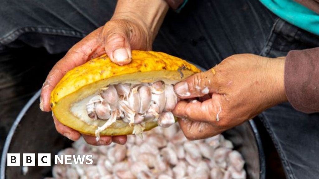 Chocolate makers stoke boom for Indian cocoa beans