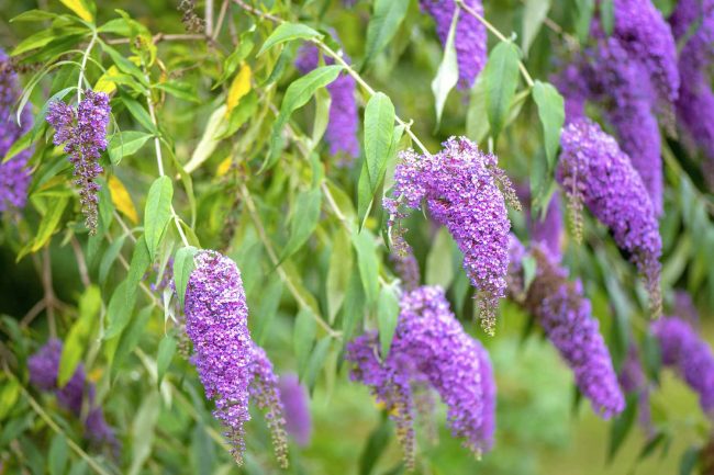 Does Butterfly Bush Attract Bees