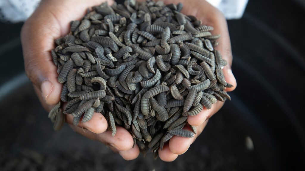 From yuck to profits: Some Zimbabwe farmers turn to maggots to survive drought and thrive