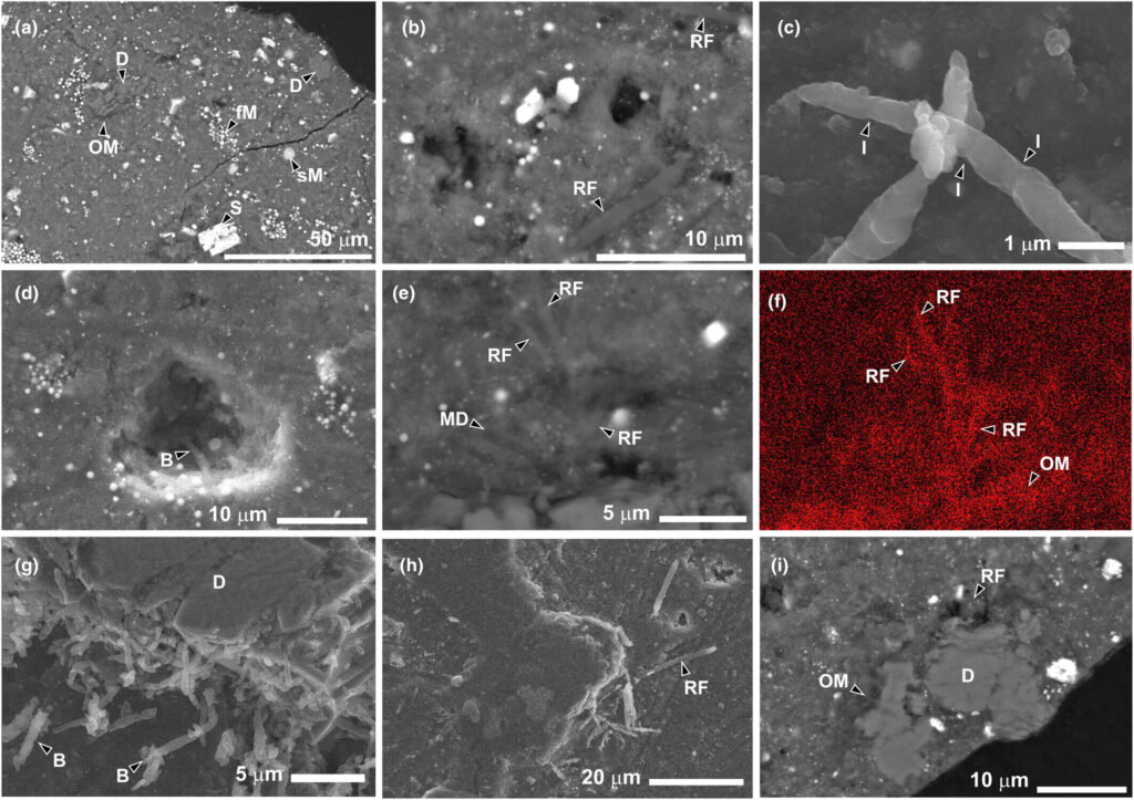 Ryugu asteroid sample rapidly colonized by terrestrial life despite strict contamination control