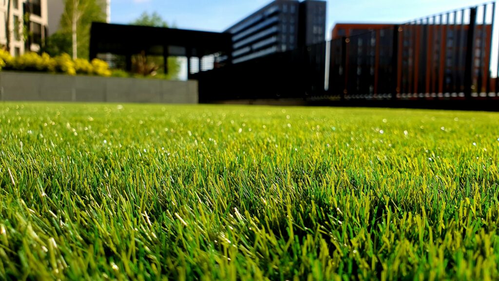 green grass field