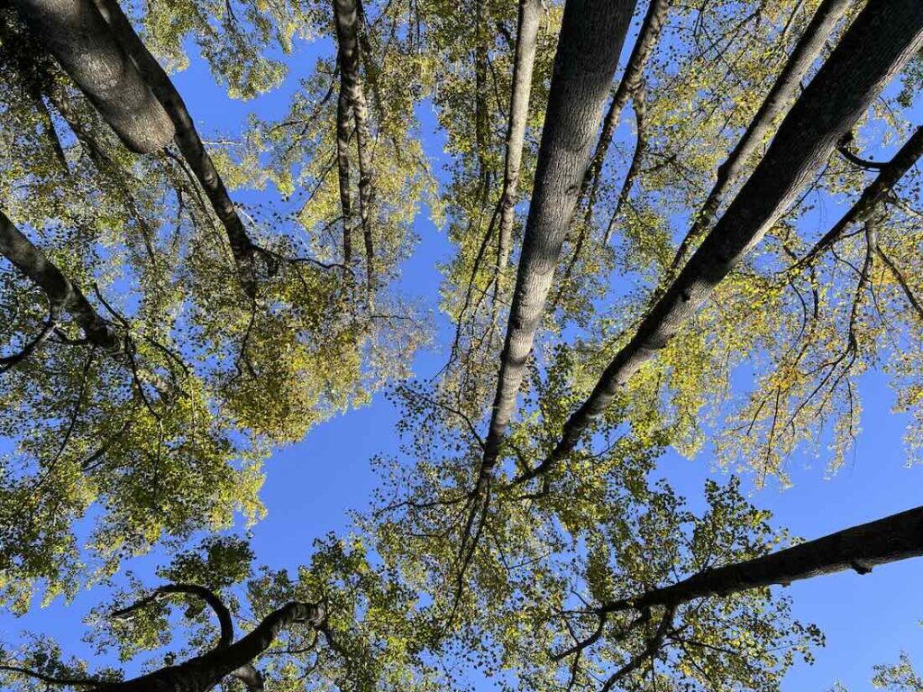 trees for the future, with mt. cuba's george coombs