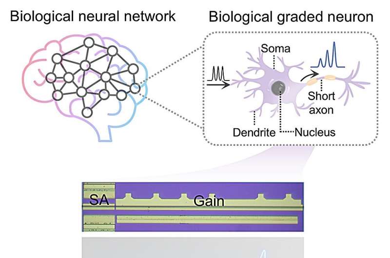 Laser-based artificial neuron mimics nerve cell functions at lightning speed