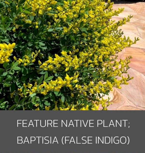 A GUIDE TO NORTHEASTERN GARDENING: Feature Native Plant: Baptisia ‘Lemon Meringue’