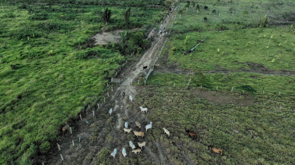 Brazilian beef and leather companies fall short in tackling deforestation, a study finds