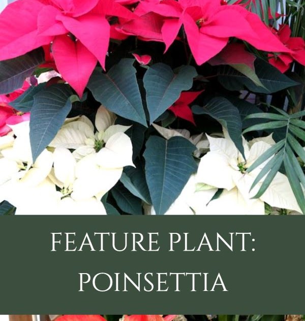 Poinsettia-the History, the Folklore...the Plant