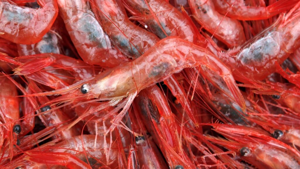 Small winter catch set for New England's long-closed shrimp industry, a climate casualty