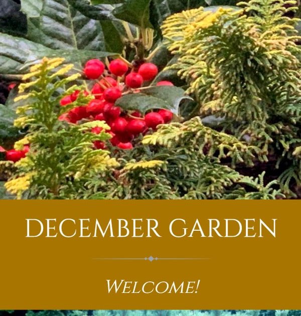 The Subtle Beauty of a December Garden