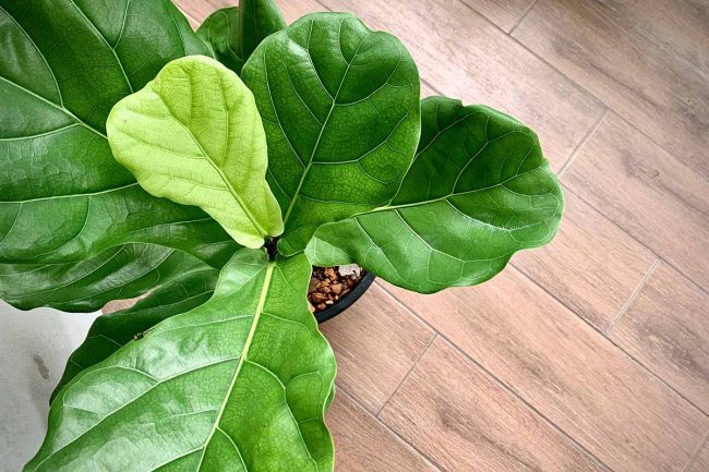 How To Prune Fiddle Leaf Fig