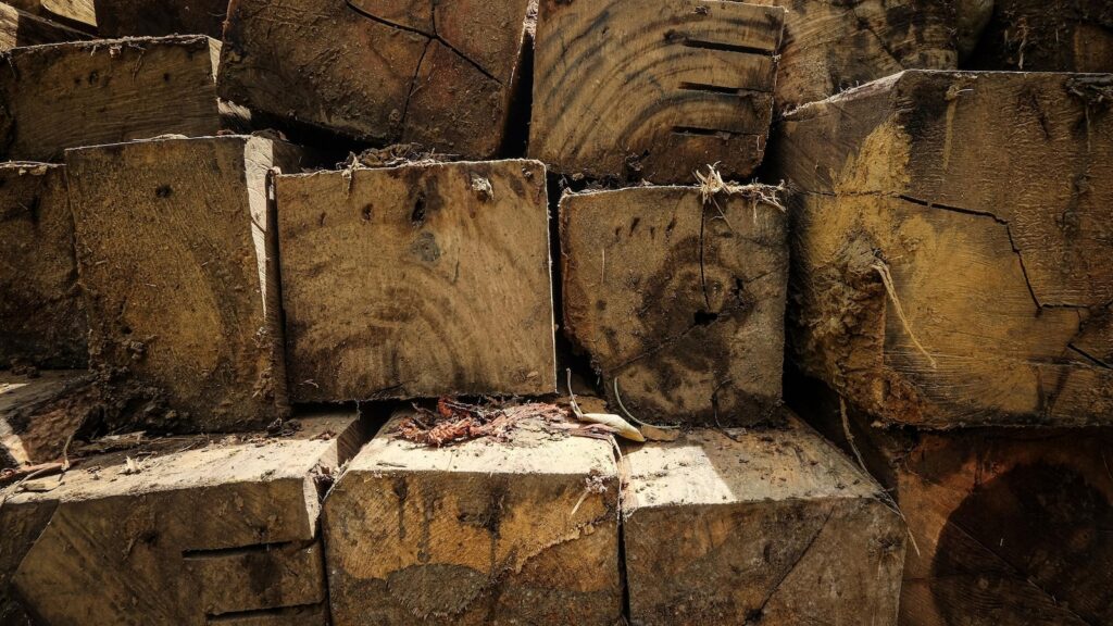 South Korea to shrink biomass energy subsidies after criticism over link to deforestation