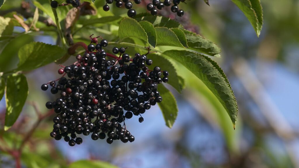 This 'underappreciated' berry can help with weight management, says new study: 'A variety of health benefits'